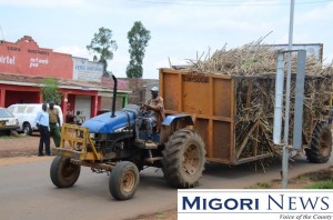 A Sony Sugar tractor transporting cane through Awendo town